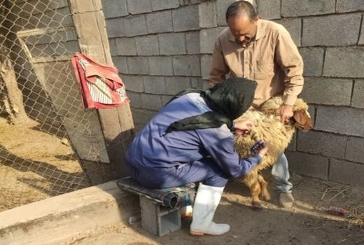 ایمن‌سازی بیش از  دو هزار راس دام سبک و سنگین علیه بیماری تب برفکی در کرخه