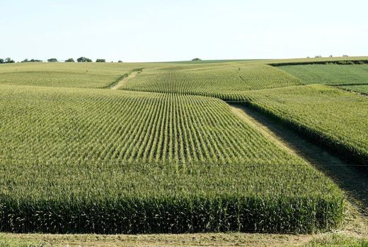 اتانول، کشت ذرت را به خطر می‌اندازد