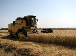 ۷۱۷ دستگاه کمباین برداشت غلات از مزارع کشاورزی استان قزوین را برعهده دارند
