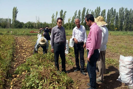 برداشت ۸۰ هزار تن سیب‌زمینی در شهرستان عجب‌ شیر 