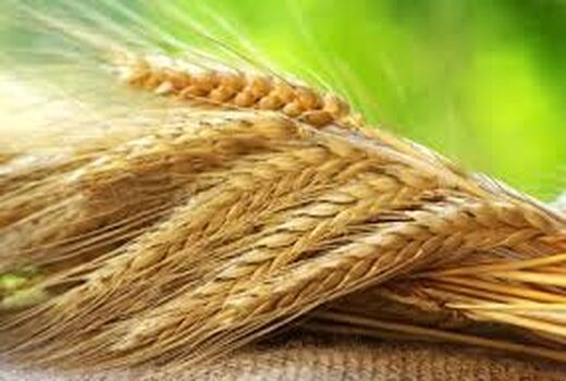 خرید تضمینی گندم از مرز ۳ میلیون تُن گذشت