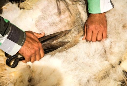 تولید بیش از ۱۴۰۰ تن پشم توسط عشایر استان ایلام
