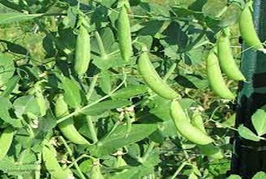 کاشت نخود فرنگی برای اولین بار در سروستان