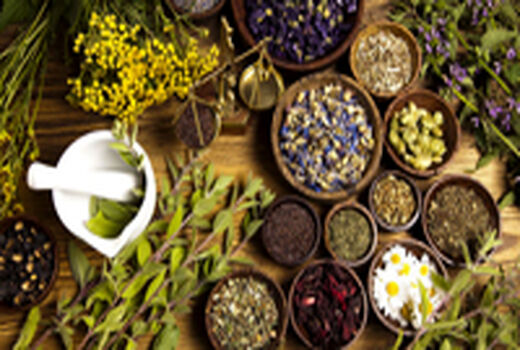 سهم 52درصدی خراسان رضوی در سطح زیرکشت گیاهان دارویی کشور