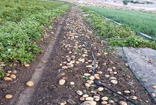 سیب زمینی مرودشت راهی بازار شد