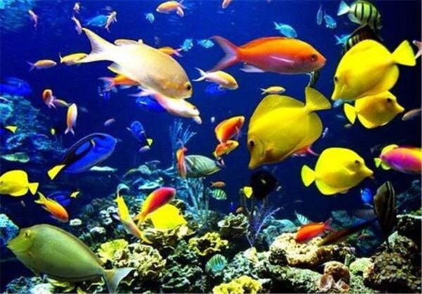 تولید 27 میلیون قطعه ماهیان زینتی در استان قزوین