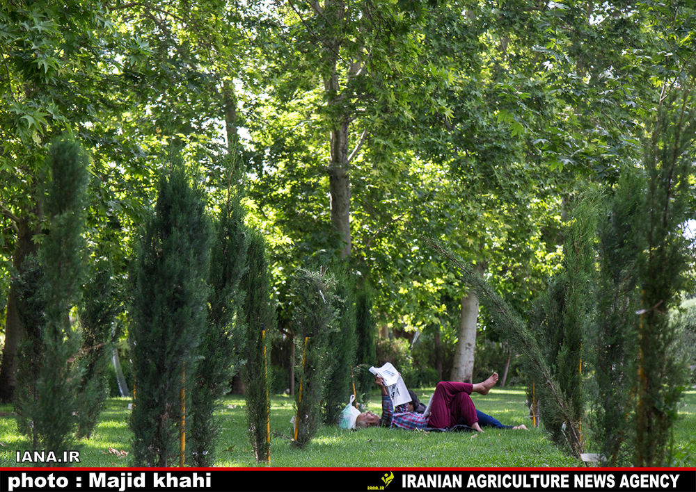 استراحت در فضای سبز شهری