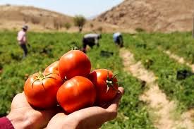 آغاز برداشت گوجه فرنگی از کشتزارهای غرب خراسان شمالی