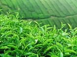 آغاز برداشت چین سوم برگ سبز چای در استان‌های گیلان و مازندران