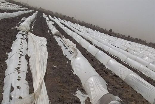 طوفان و تندباد ۲۳۵میلیارد تومان به بخش کشاورزی اصفهان خسارت وارد کرد