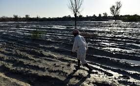 خسارت 742 میلیارد تومانی کشاورزی در سیستان