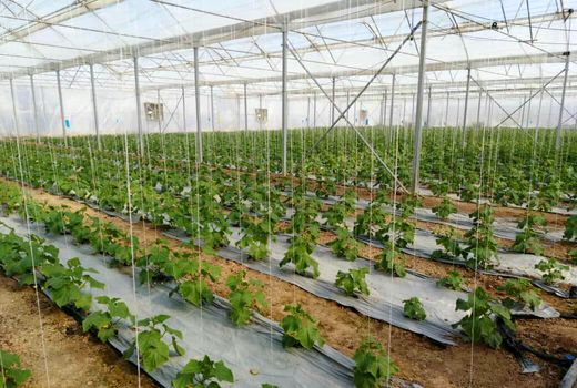 افزایش سهم تسهیلات بانکی طرح‌های گلخانه‌ای 