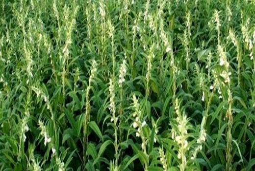 کشت «کنجد ناشکوفا» برای اولین بار در ایلام