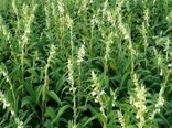 کشت «کنجد ناشکوفا» برای اولین بار در ایلام