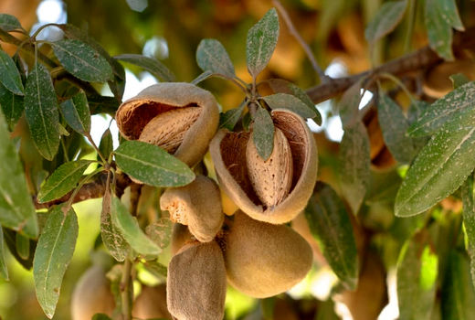 معرفی ارقام جدید بادام با هدف افزایش تولید و صادرات