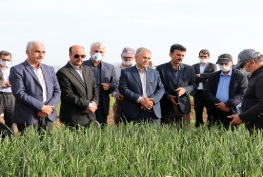 رتبه دوم کشوری استان اردبیل در مبارزه با امراض گندم