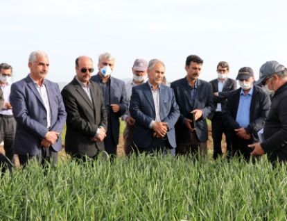 رتبه دوم کشوری استان اردبیل در مبارزه با امراض گندم