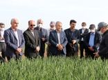 رتبه دوم کشوری استان اردبیل در مبارزه با امراض گندم