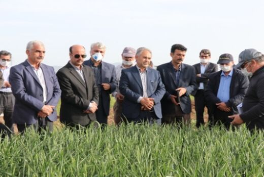 رتبه دوم کشوری استان اردبیل در مبارزه با امراض گندم