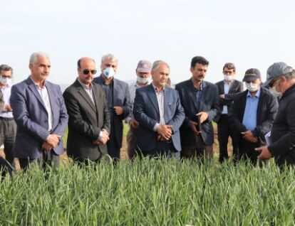 رتبه دوم کشوری استان اردبیل در مبارزه با امراض گندم
