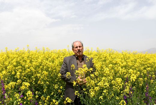 برگزاری مراسم روز مزرعه کلزا با محوریت انتقال یافته های تحقیقاتی در روستای سرای شهرستان هریس