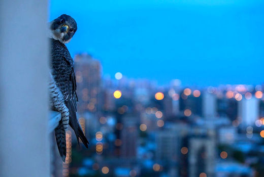 عکس راه‌یافته به فینال مسابقه عکاسی پاندا
