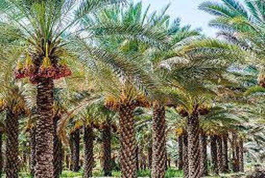 حفظ تعادل خوشه های خرما در آبادان با عملیات دل آویز