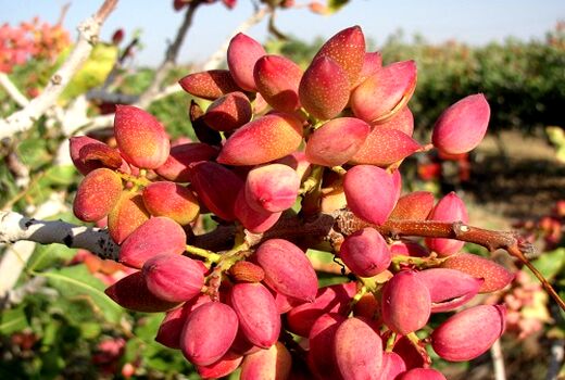 پسته نی‌ریز به بازار آمد