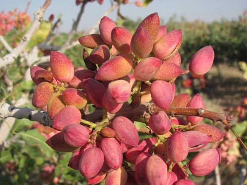 پیش‌بینی برداشت 54 هزار تن پسته تازه از باغات استان سمنان