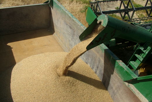 خریدگندم درسیستان وبلوچستان ازمرز40 هزارتن گذشت