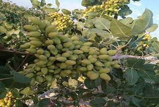 استفاده درست از ریز مغذی‌ها عملکردباغات را بهبود می‌بخشد