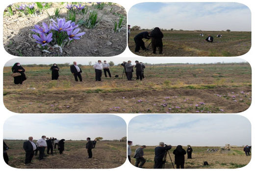  آغاز برداشت زعفران در شهرستان آذرشهر
