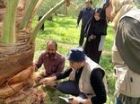 آموزش ۱۷۲۰ بهره‌بردار و کارشناس برای مدیریت تلفیقی آفات خرما