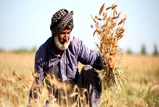 خرید تضمینی گندم در کردستان به ۱۸۴ هزار تن فزایش یافت