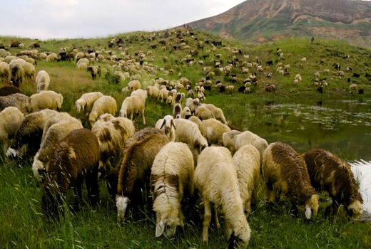 طرح پنج‌ساله تولید قراردادی گوشت پیشنهاد شد/ بیش از سه میلیارد دلار صرفه‌جوبی 