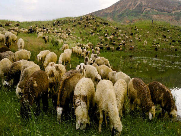 طرح پنج‌ساله تولید قراردادی گوشت پیشنهاد شد/ بیش از سه میلیارد دلار صرفه‌جوبی 