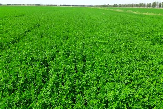 اختصاص 5860 هکتار اراضی کشاورزی شهرستان بردسیر به کشت یونجه 