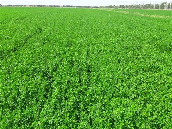 اختصاص 5860 هکتار اراضی کشاورزی شهرستان بردسیر به کشت یونجه 