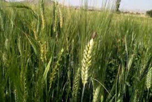 پایش سن ، آفات و بیمارهای گندم  در منطقه پشتکوه اردل