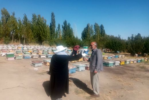 آذربایجان‌غربی رتبه نخست تولید عسل کشور/ سرشماری زنبورستان‌ها تا ۱۷ مهر ادامه دارد