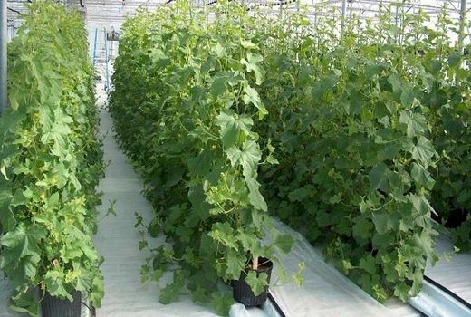 افزایش سطح زیر کشت محصولات گلخانه‌ای در ابرکوه