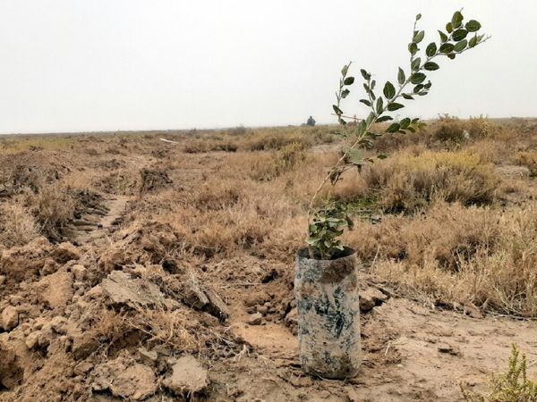 نهالکاری در 100 هکتار از اراضی شهرستان لردگان و خانمیرزا 