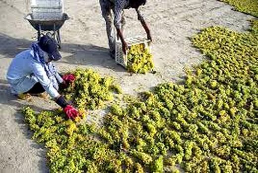 یکی از نیازهای اساسی خراسان شمالی وجود واحدهای فرآوری انگور است