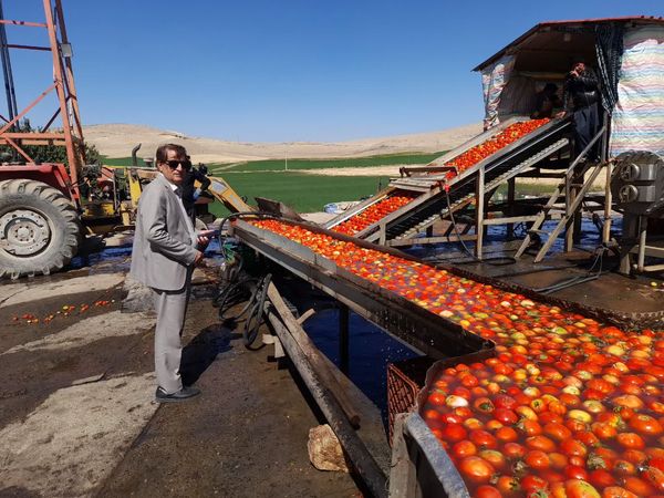 روند جذب گوجه‌فرنگی توسط کارخانجات رب استان آذربایجان غربی مطلوب است
