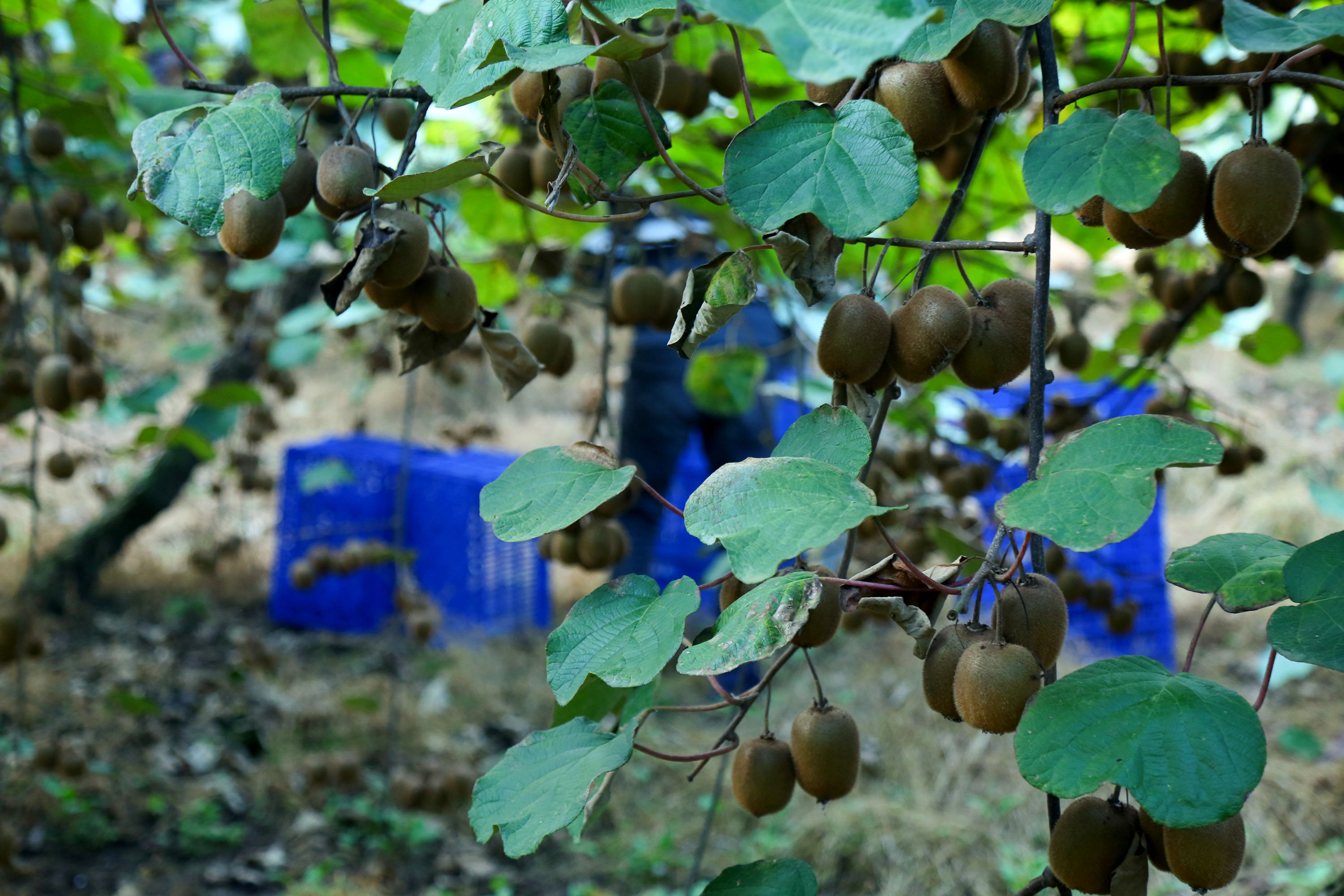  میوه ای شگفت انگیز به نام کیوی 