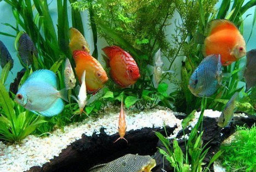 برگزاری همایش‌های تخصصی مرتبط با آبزیان زینتی