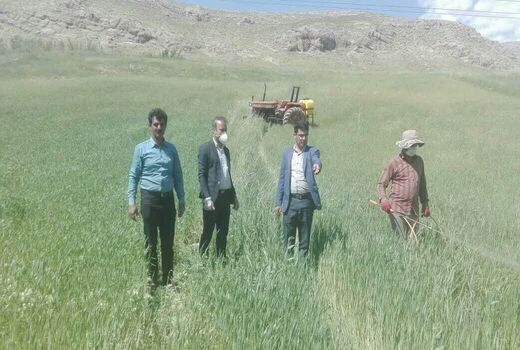 مبارزه با زنگ زرد غلات در شهرستان کوهرنگ