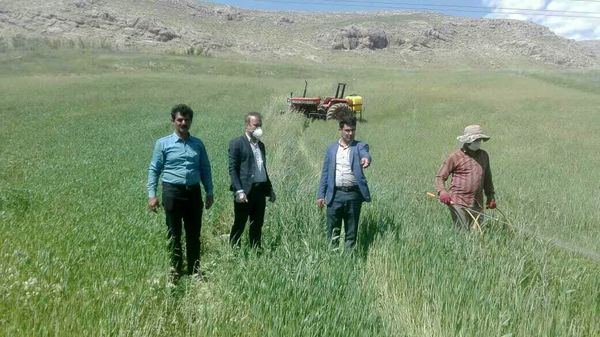مبارزه با زنگ زرد غلات در شهرستان کوهرنگ