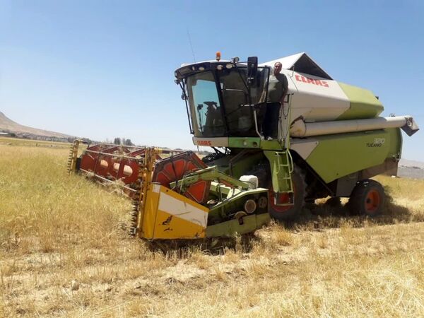 آغاز برداشت خاکشیر از 1 هزار و 800 هکتار دیمزارهای زرقان