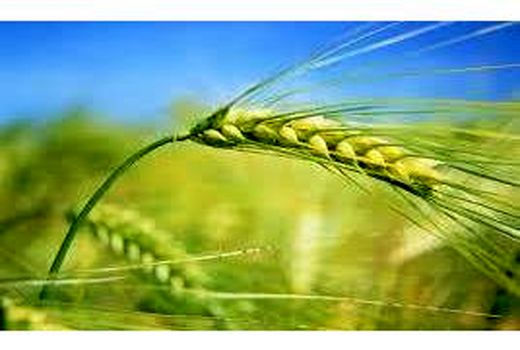 580 هکتار جو در میاندورود کشت شد/ توزیع 18 تن بذر